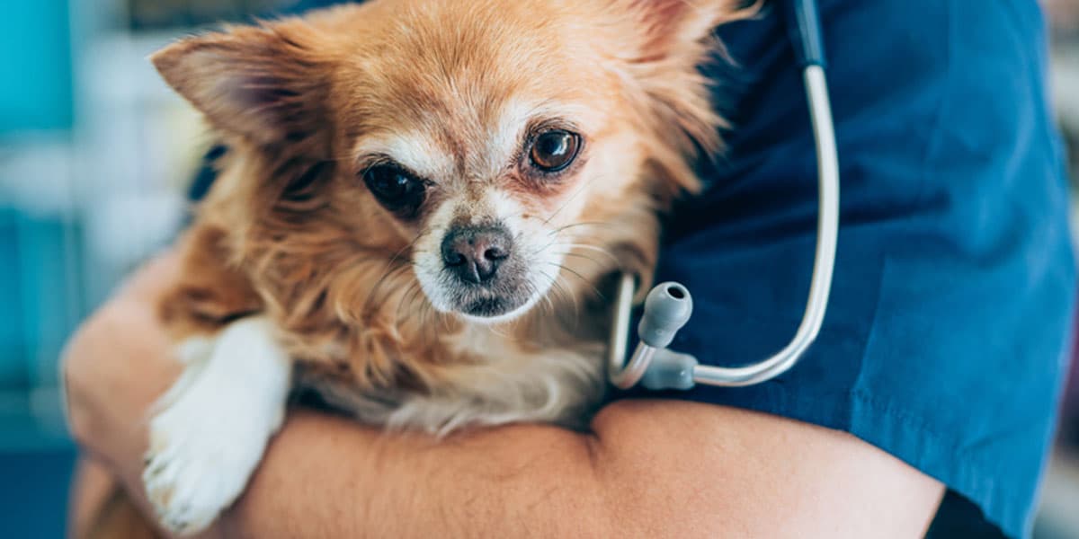 Fresno Animal Center